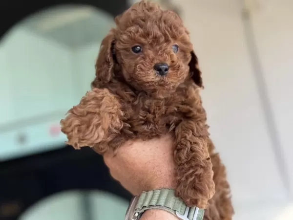 Ankaranın En Seçkin Toy Poodle Yavruları