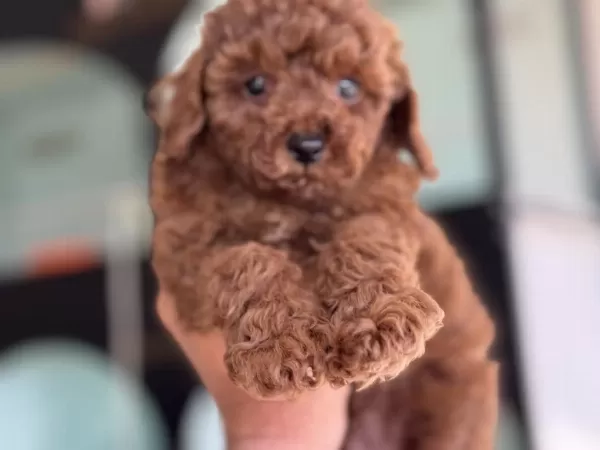 Ankaranın En Seçkin Toy Poodle Yavruları