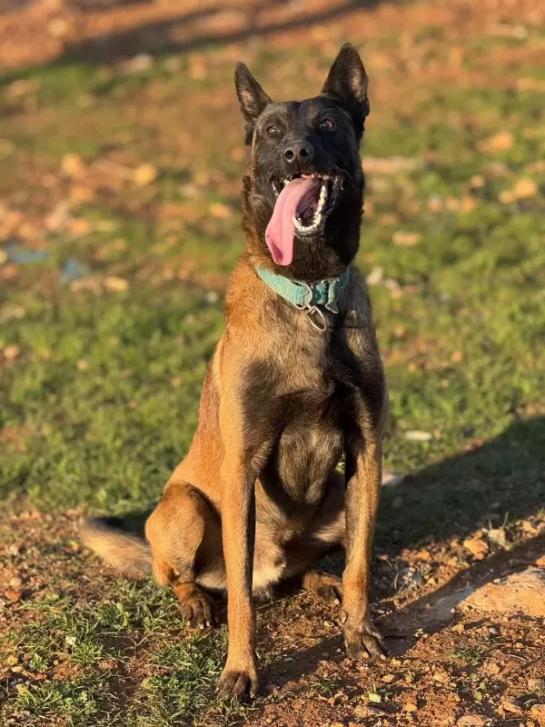 Belçika Malinois Yavrumuz
