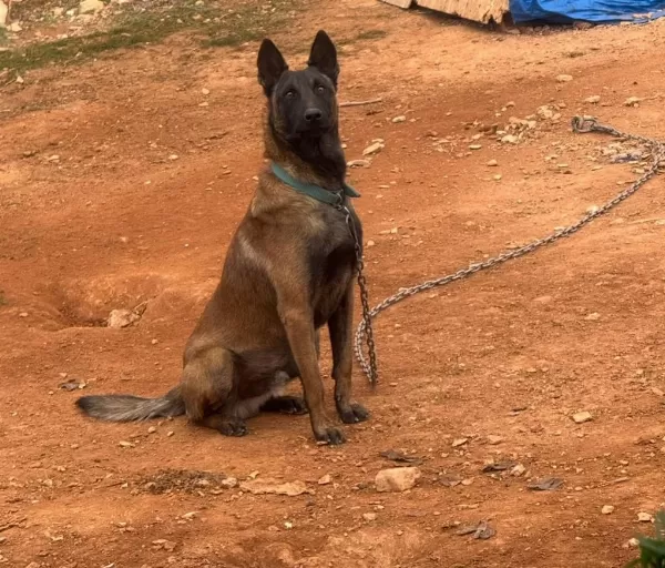 Belçika Malinois Yavrumuz