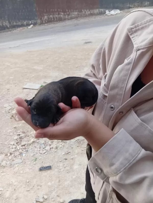 Belçika Malinois Yavrumuz