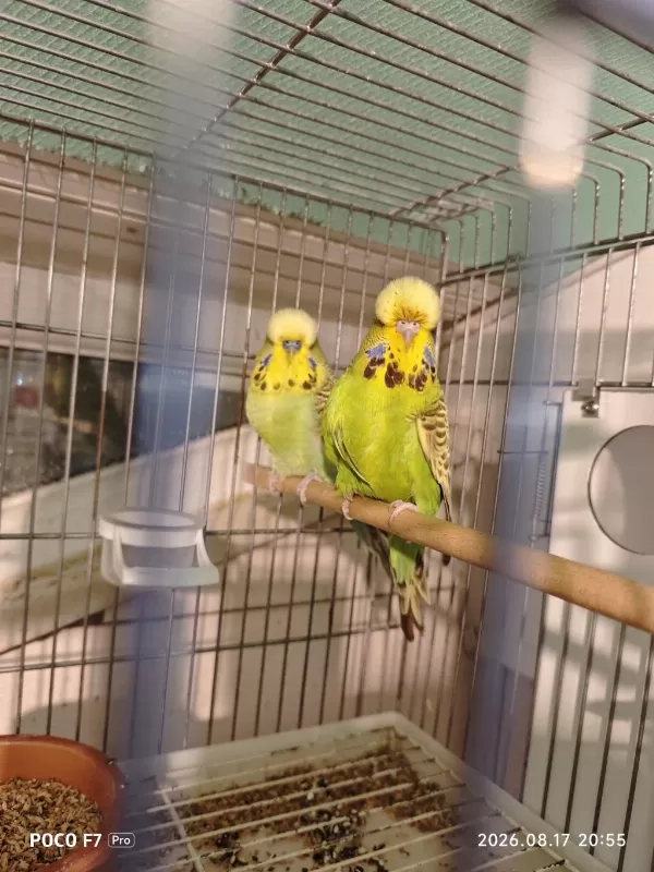 Show Jumbo Takım Muhabbet Kuşu
