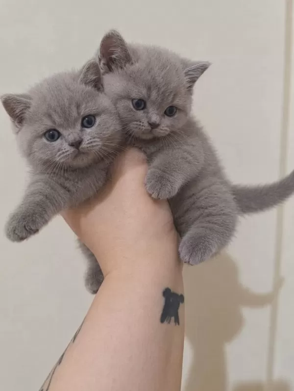Cinamon A Kalite British Shorthair