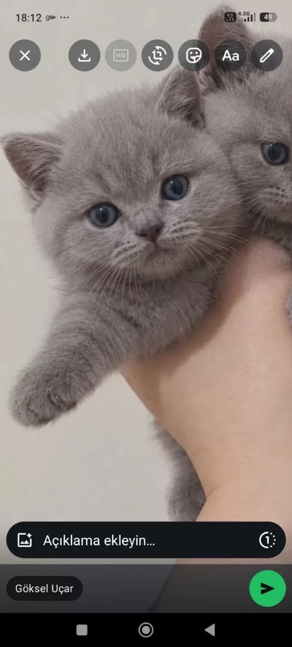 Cinamon A Kalite British Shorthair