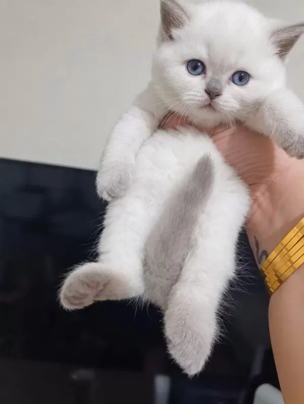 Cinamon A Kalite British Shorthair