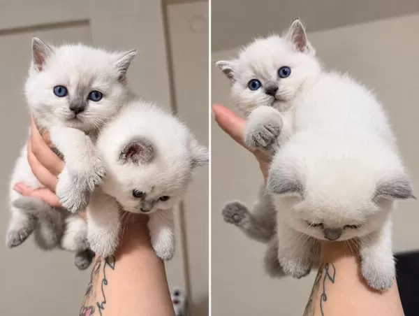 Cinamon A Kalite British Shorthair