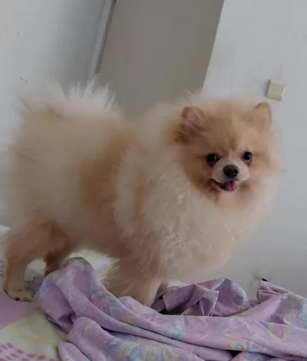 7.5 Aylik Dişi Pomeranian Uyguna