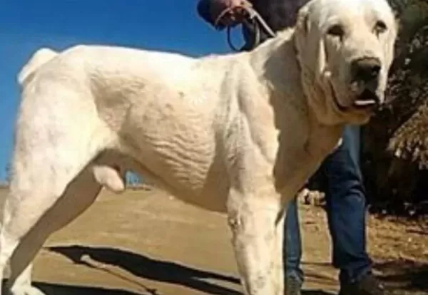 Orta Asya Çoban Köpeği Alabai Cao