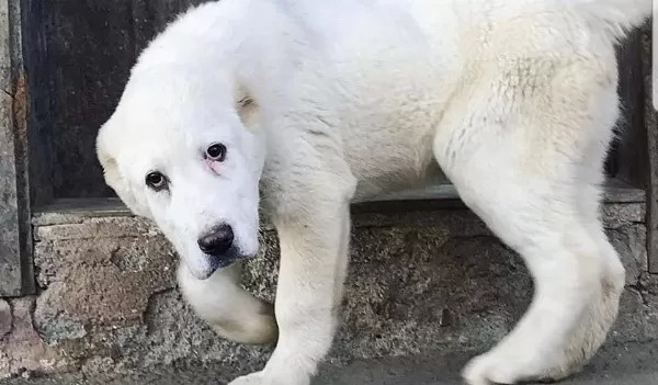 Orta Asya Çoban Köpeği Alabai Cao