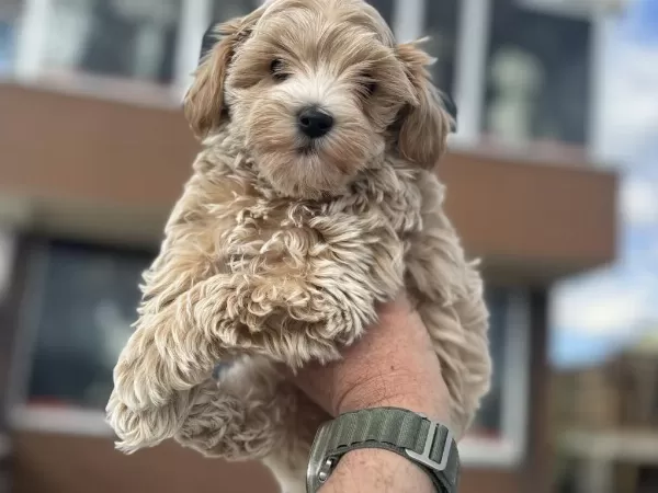 Petmode Köpek Çiftliğinden Kore Maltipoo Yavrular