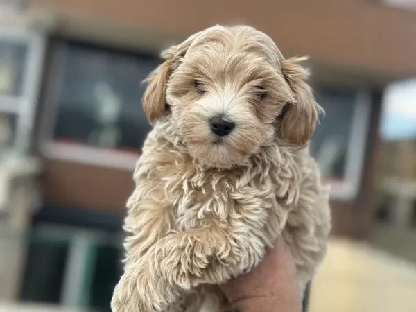Petmode Köpek Çiftliğinden Kore Maltipoo Yavrular