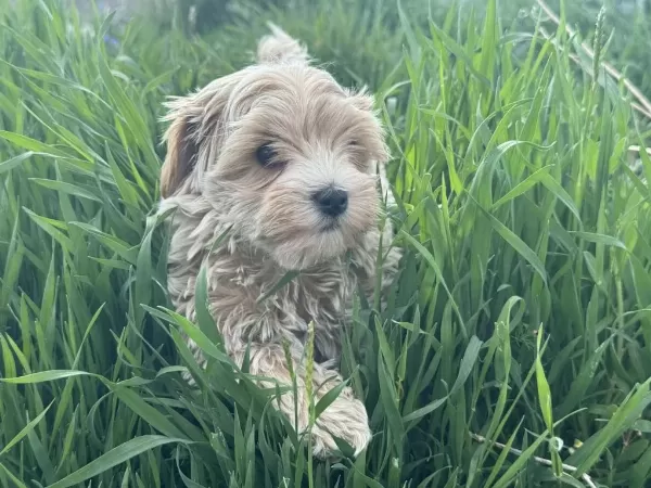 Petmode Köpek Çiftliğinden Kore Maltipoo Yavrular