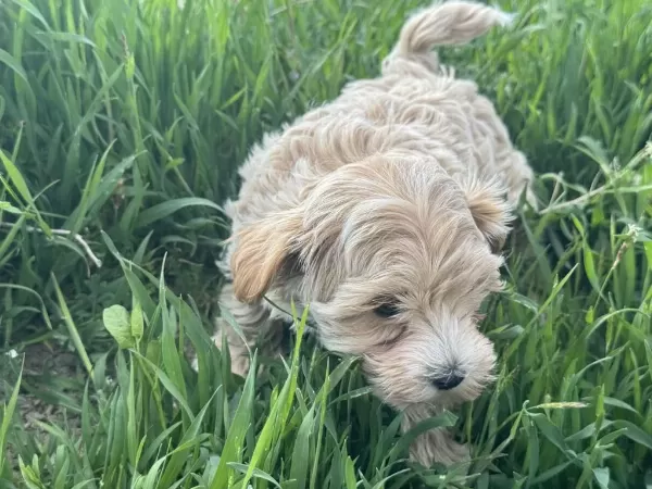 Petmode Köpek Çiftliğinden Kore Maltipoo Yavrular