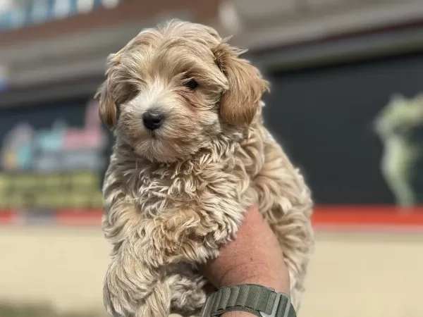 Petmode Köpek Çiftliğinden Kore Maltipoo Yavrular