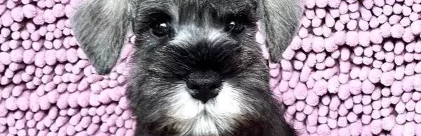 Üst Düzey Minyatür Schnauzer Bebekler
