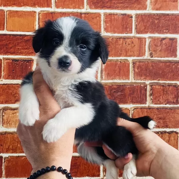 Zeki Sağlıklı Ve İrk Garantili Border Collie Yavruları