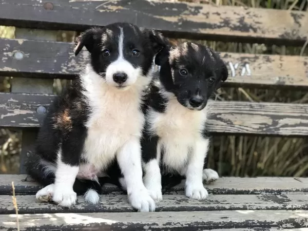 Zeki Sağlıklı Ve İrk Garantili Border Collie Yavruları