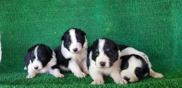 Zeki Sağlıklı Ve İrk Garantili Border Collie Yavruları