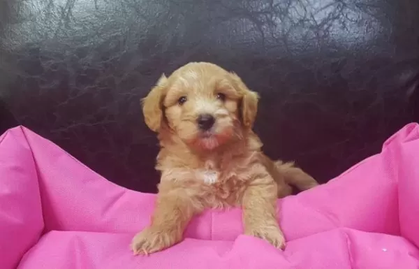 İrk Ve Sağlık Garantili Maltipoo Yavrular