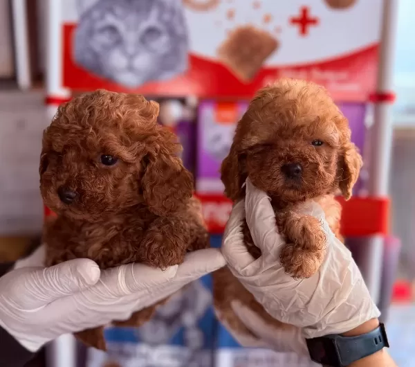 Tüy Dökmeyen Poodle Yavru