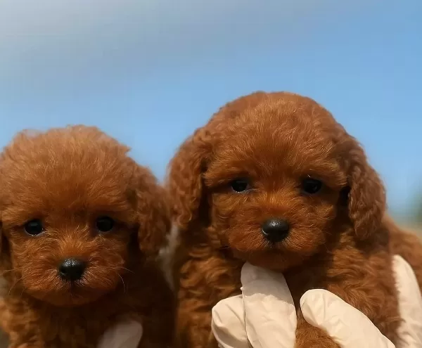 Tüy Dökmeyen Poodle Yavru