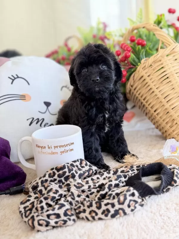 Mükemmel Tea Cup Siyah Poodle