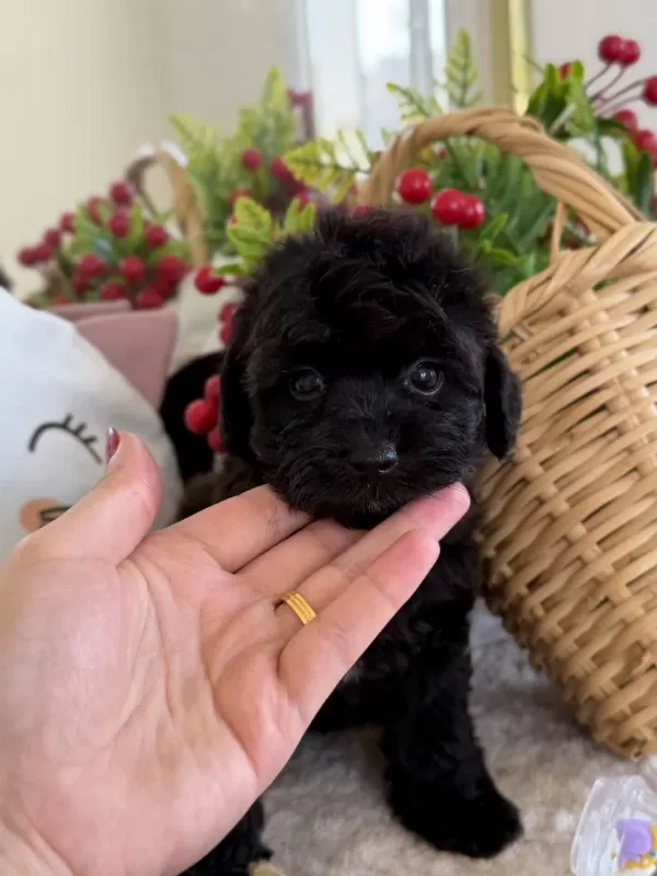 Mükemmel Tea Cup Siyah Poodle