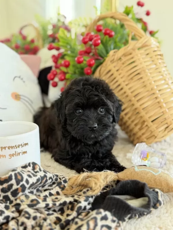Mükemmel Tea Cup Siyah Poodle