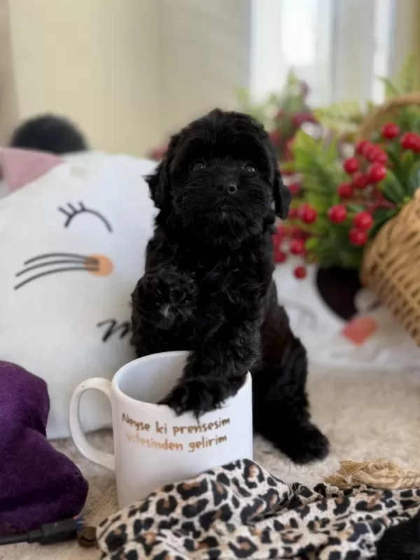 Mükemmel Tea Cup Siyah Poodle