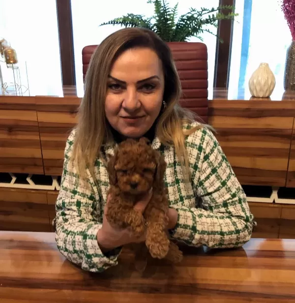 Mükemmel Irkının En Güzel Toy Poodle Yavrularımız
