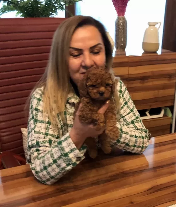 Mükemmel Irkının En Güzel Toy Poodle Yavrularımız