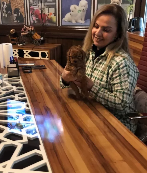 Mükemmel Irkının En Güzel Toy Poodle Yavrularımız