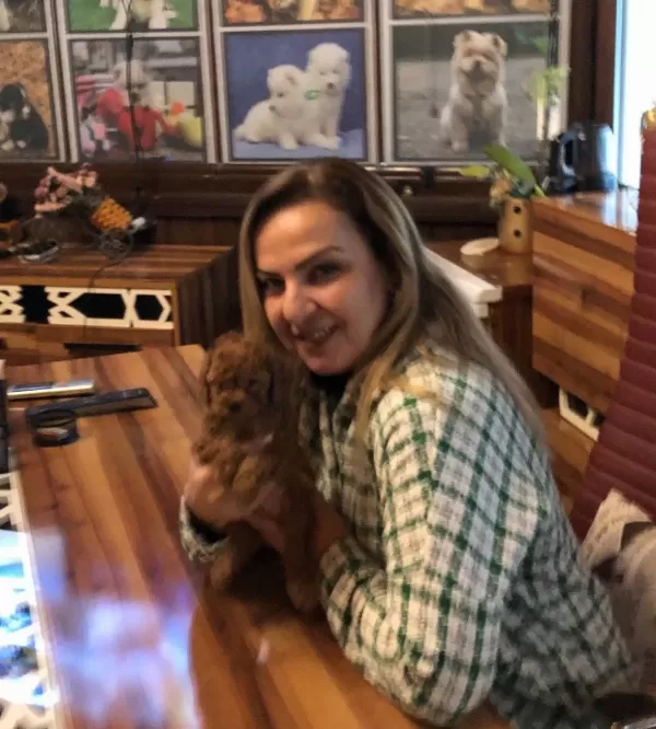 Mükemmel Irkının En Güzel Toy Poodle Yavrularımız