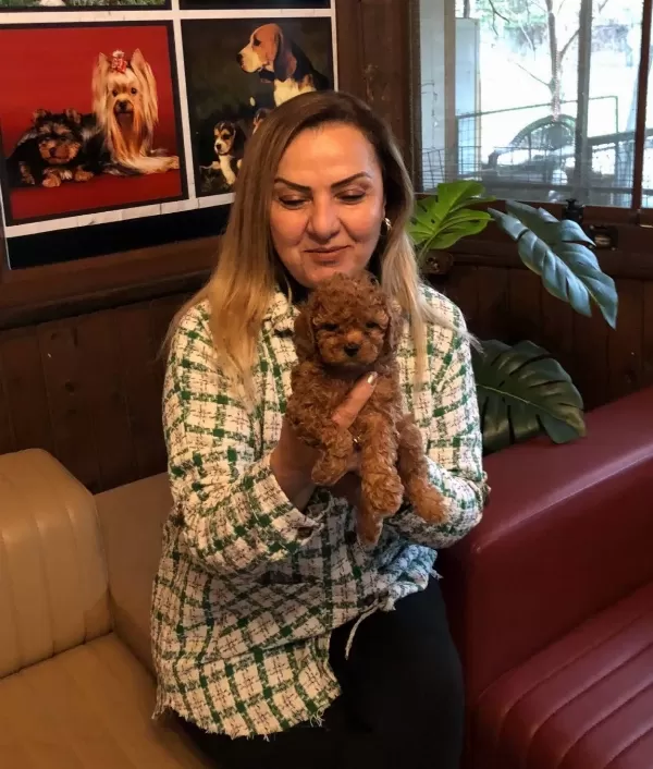 Mükemmel Irkının En Güzel Toy Poodle Yavrularımız