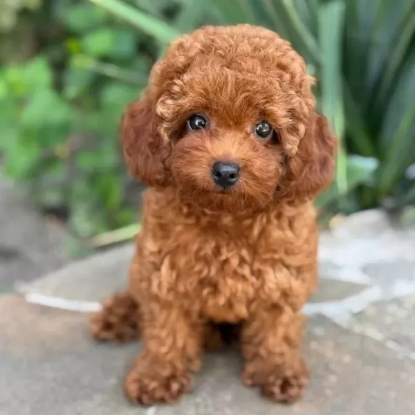 Kipkirmizi Red Toy Poodle Yavrumuz