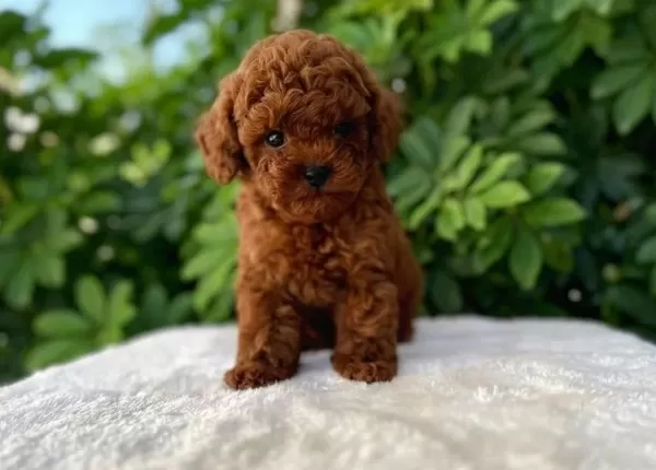Teacup Toy Poodle Bebekler Vonalp Petshoptan