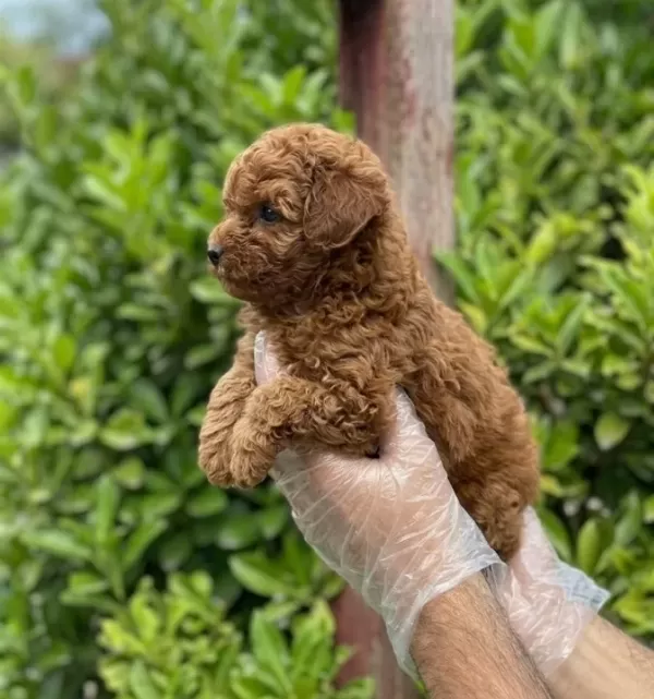 Teacup Toy Poodle Bebekler Vonalp Petshoptan