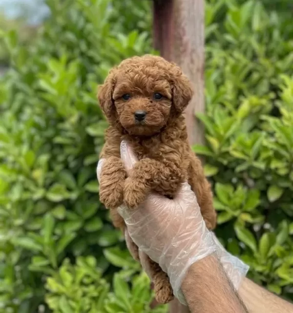 Teacup Toy Poodle Bebekler Vonalp Petshoptan