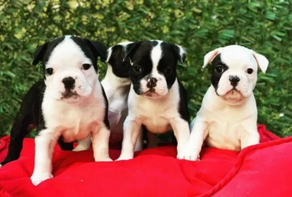 İrk Ve Sağlık Garantili French Bulldog Yavrular