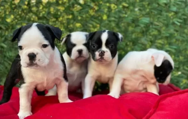 İrk Ve Sağlık Garantili French Bulldog Yavrular