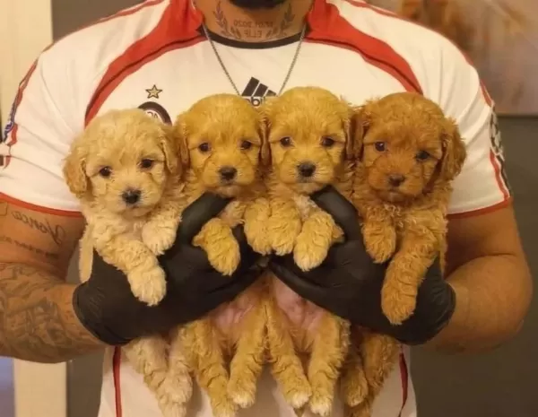 Safkan Malti̇poo Yavrulari