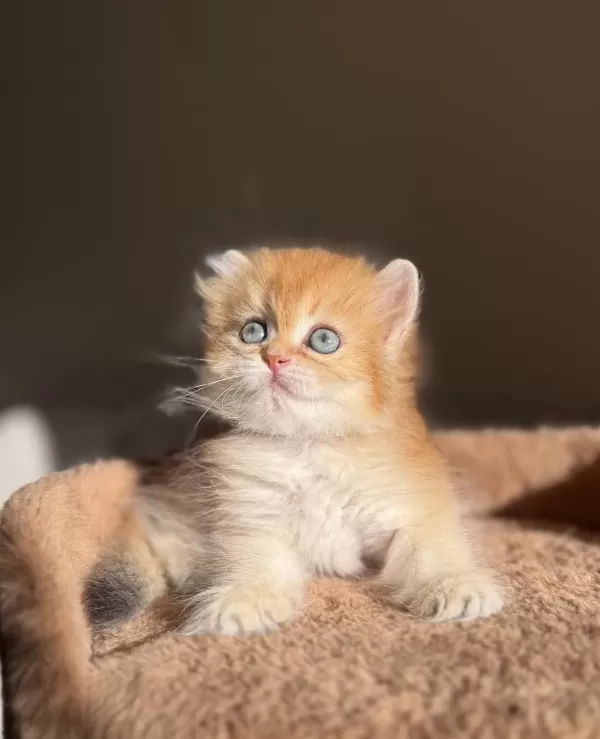 Mükemmel Kalite Golden Ny11 British Longhair