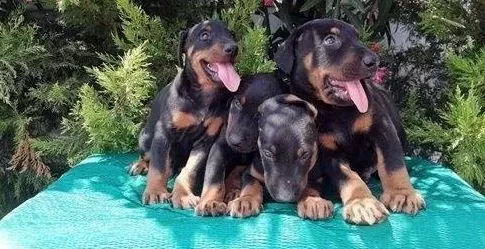 İrk Ve Sağlık Garantili Doberman Yavrular