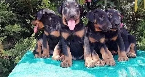 İrk Ve Sağlık Garantili Doberman Yavrular