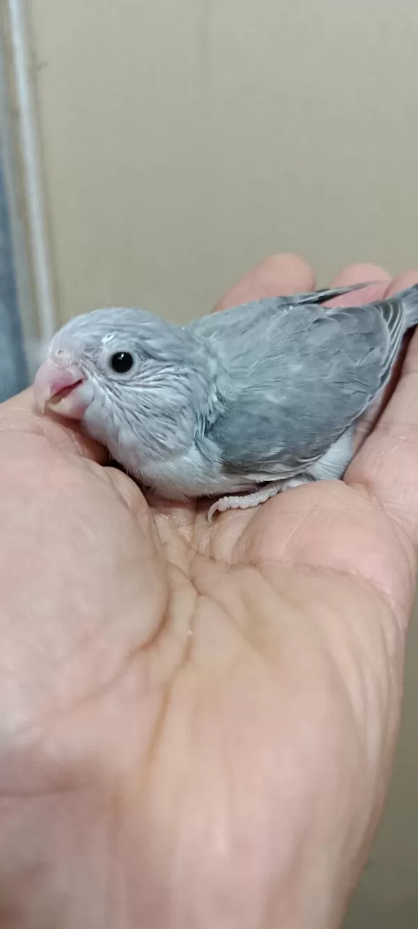 Harika Gri Forpus Bebek