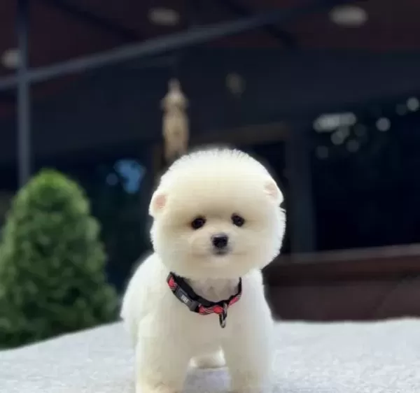 Irk Garantili Pomeranian Boo Yavrular