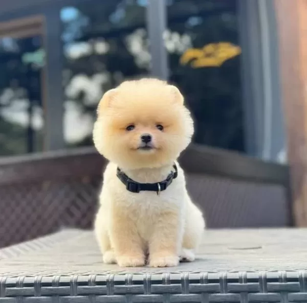 Irk Garantili Pomeranian Boo Yavrular