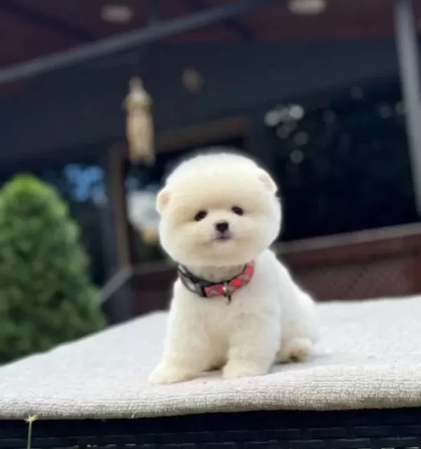 Irk Garantili Pomeranian Boo Yavrular