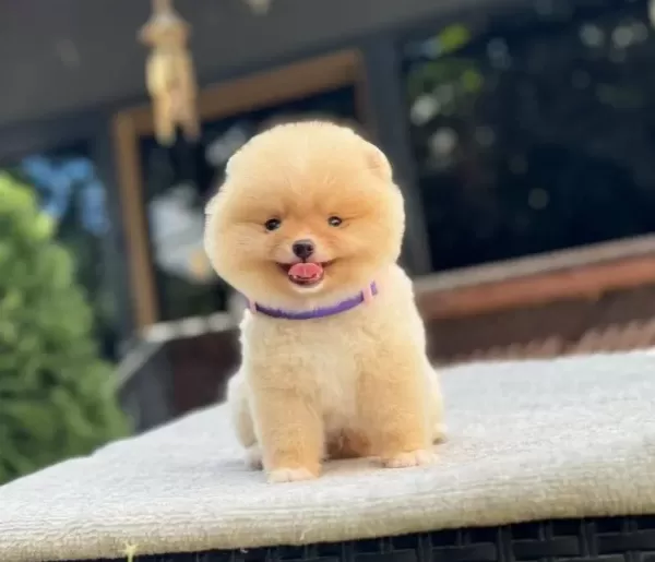 Irk Garantili Pomeranian Boo Yavrular