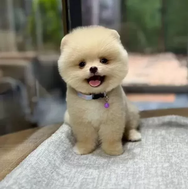 Sağlık Garantili Pomeranian Boo